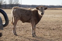 OHL SASSIE BULL