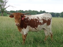 MTR FOXY LADY 59/17