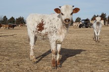 OHL PENNY BULL