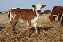 OHL MY FAVORITE CALIBER BULL