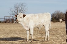 OHL COWPOKE BULL