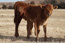 OHL LASS HEIFER