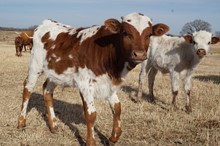 OHL LUCKY LADY BULL