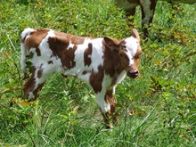 MTR HEIFER CALF 69/18