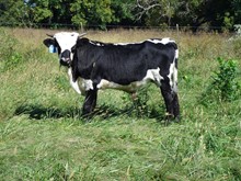 MTR BULL CALF 18/47