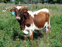 MTR BULL CALF 18/40