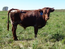 MTR STEER CALF 18/17