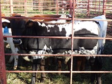 MTR BULL CALF 18/60
