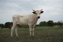 OHL LUNA
