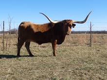 MI TIERRA VACA 965