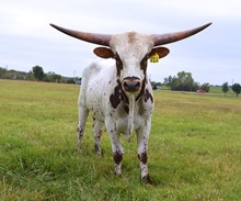 711 Bull