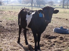 MTR BULL CALF 18/118