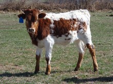 MTR BULL CALF 18/107