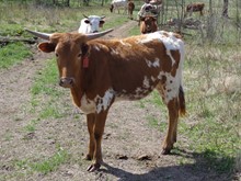 MTR HEIFER 16/18