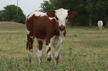 OHL DIXIE PAT HEIFER