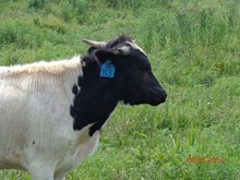 MTR STEER CALF 18/113