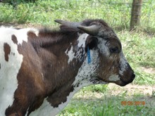 MTR STEER CALF 18/105
