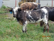 MTR COWBOY BOOGIE 18/110