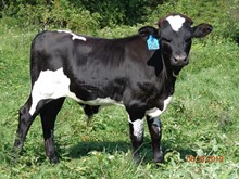 MTR STEER 19/24