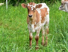 Dunk x Ace 2025 Bull Calf