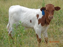 MTR BULL CALF 20/48