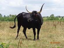 MTR EBONY 16/30