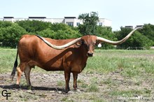 Betha 481