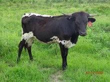 MTR TRICK ROPER 20/19 