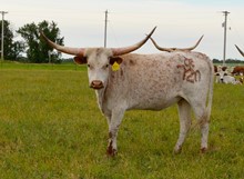 720 TCC MISS SPECKLES