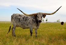102 TCC SHELLYS BLUE ROAN