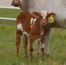 Bull 941