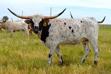 718 TCC LONGHORN MAGIC