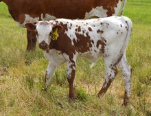 Bull 931