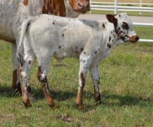 Heifer 908