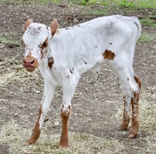  GLR SHEZA TEXAS COWGIRL
