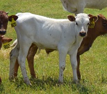 Bull 915