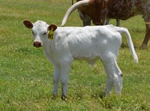 Bull 943