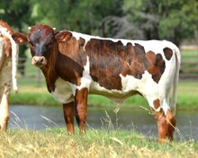 Colluder x Jamakagem Bull Calf