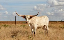 TS Jitterbug Shea