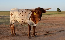 TS Quanah11/8