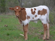 SE WHITE MAGIC's BULL CALF