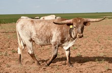 TS Valero