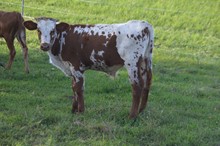 RRR Miss Everlast 2018 Bull Calf 