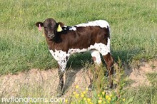 HEIFER 