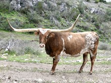 TS LORIE DARLIN
