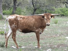 KDK THOR'S DAISY