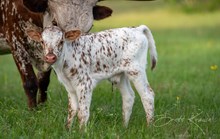 Kettle's Twister x KDK Thor bull