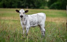 CK I Bee Shy x KDK Thor heifer