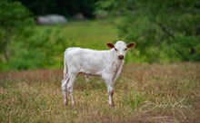 DH Pharlaps Star x KDK Thor bull 