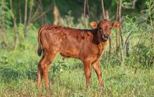 Misty Rio x KDK Thor bull
